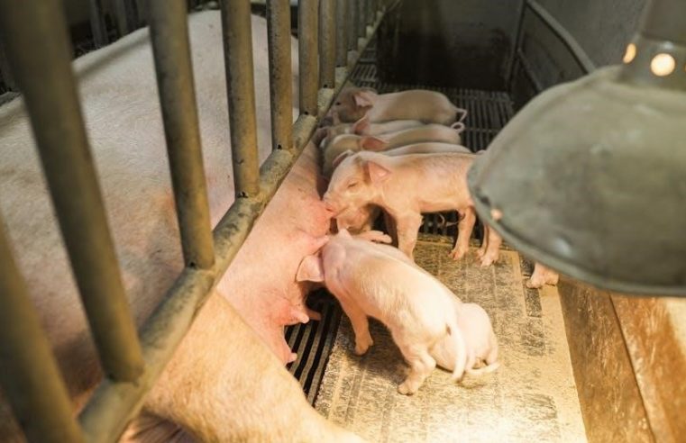 three little pigs story with pictures pdf